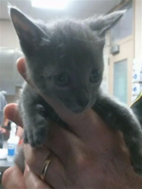 A baby small-sized female Domestic Short Hair cat named Fifi for adoption in Sacramento, CA