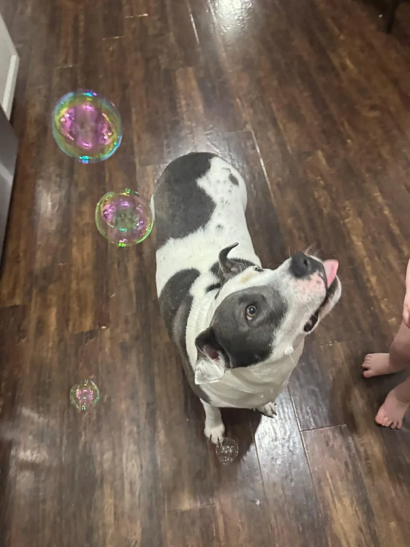 Carnation thumbnail 3