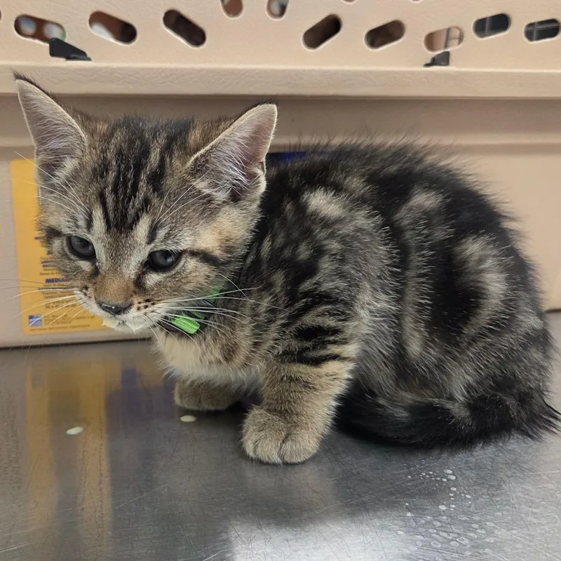 A baby small-sized female Black Domestic Short Hair cat named Oven for adoption in Chattanooga, TN