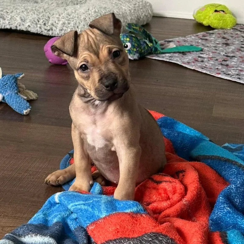 A baby medium-sized female Pit Bull Terrier dog named Nibbles for adoption in Bethlehem, PA