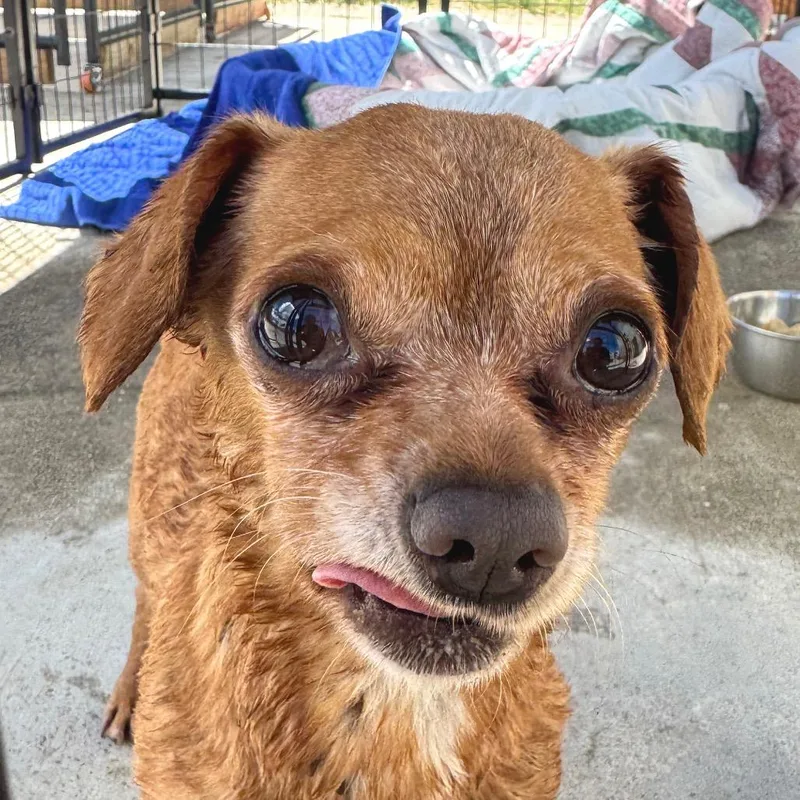 A senior small-sized male Yellow / Tan / Blond / Fawn Mixed Breed dog named Peanut for adoption in St. Helena, CA