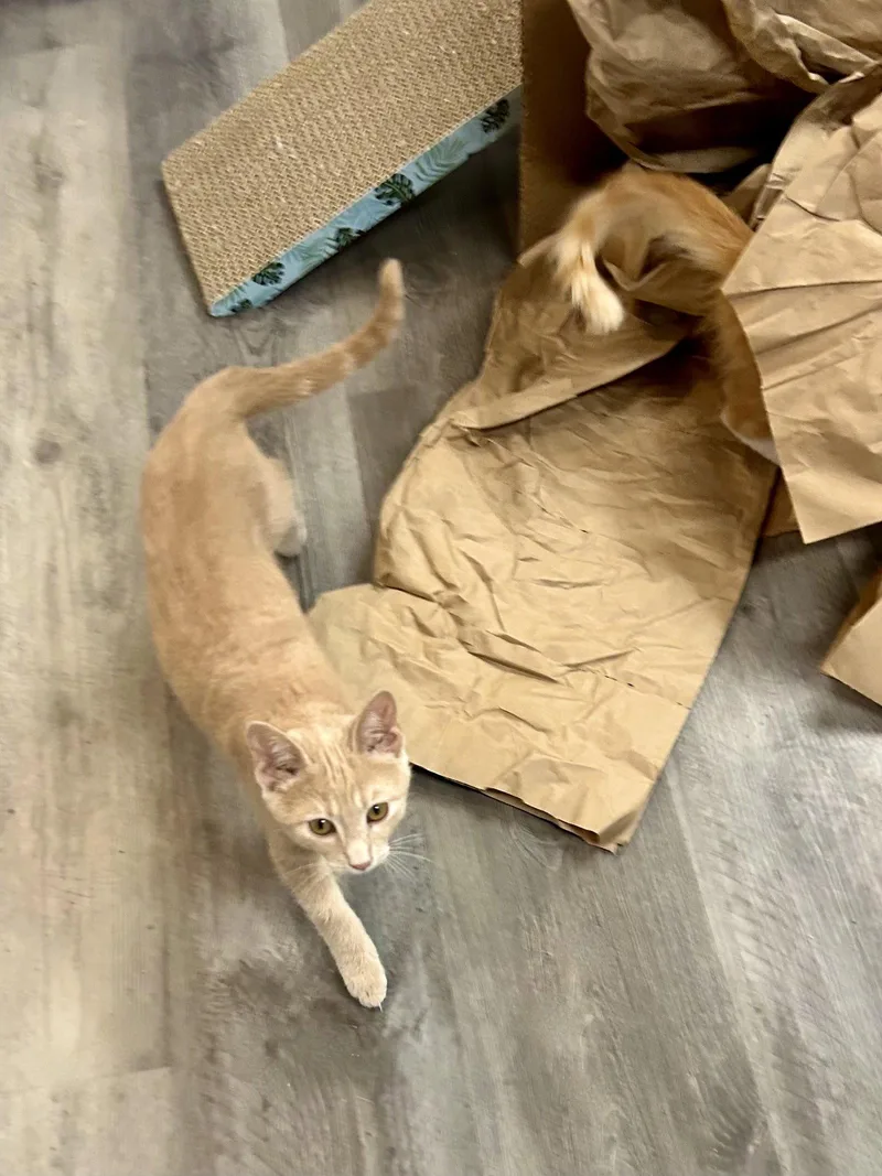 A baby small-sized male Orange / Red Domestic Short Hair cat named Reed for adoption in Forest Lake, MN