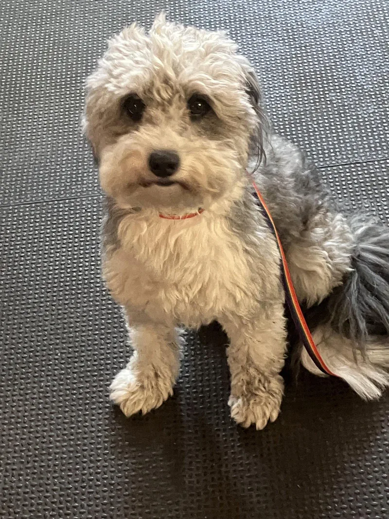 An adult small-sized male Poodle dog named Casey for adoption in Polson, MT
