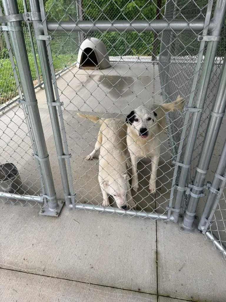 Pyr Mix White W