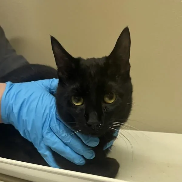 A young large-sized male Domestic Short Hair cat named Coriolanus Burt for adoption in Troutdale, OR