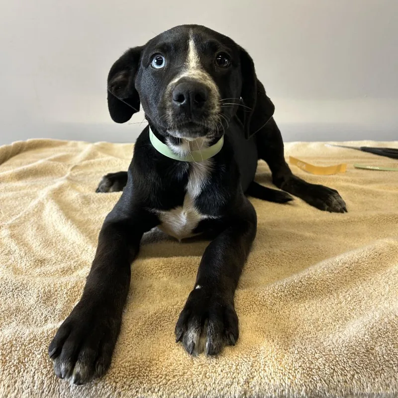 A baby small-sized male Black Labrador Retriever dog named Jake for adoption in San Gabriel, CA