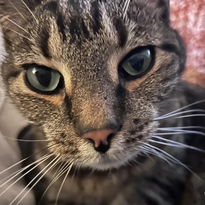 Margaret thumbnail 2