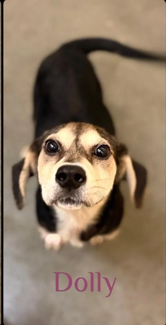 A young medium-sized female Beagle dog named Dolly for adoption in merrillville, IN
