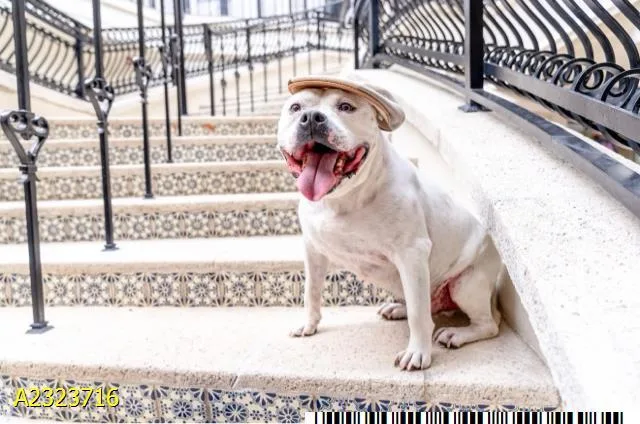 An adult medium-sized male Mixed Breed dog named Hatch for adoption in West Palm Beach, FL