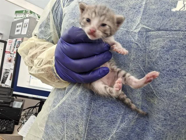 A baby medium-sized female Domestic Short Hair cat named Aiko for adoption in Dallas, TX