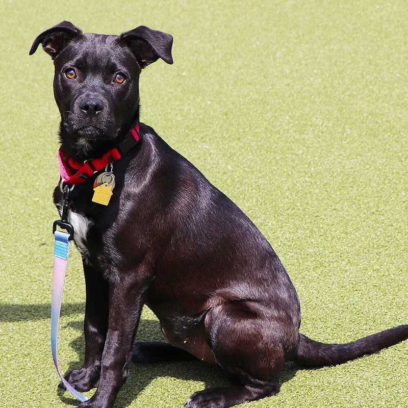 A young medium-sized female Tricolor (Brown, Black, & White) Mixed Breed dog named Daphne for adoption in Port Washington, NY