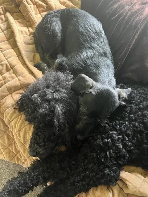 A young small-sized male Black Dachshund dog named Rocko for adoption in Albany, NY