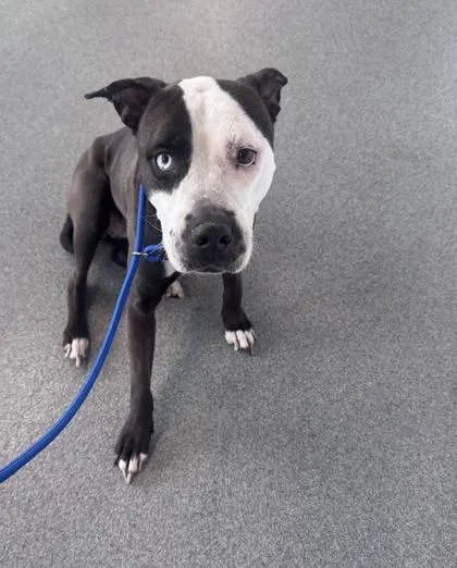 An adult large-sized female Mixed Breed dog named Icelynn for adoption in West Chester, PA