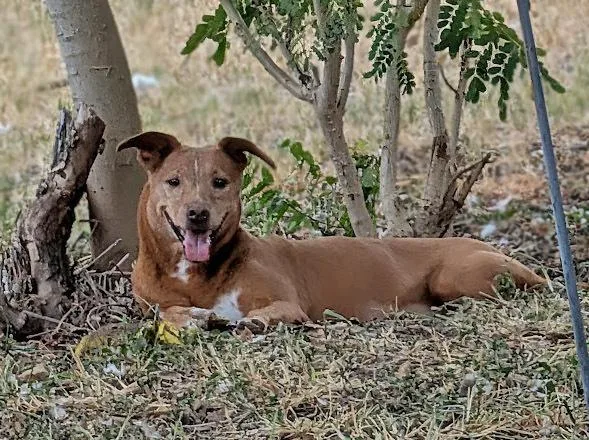 An adult medium-sized female Nova Scotia Duck Tolling Retriever dog named Emily D for adoption in Mission, TX
