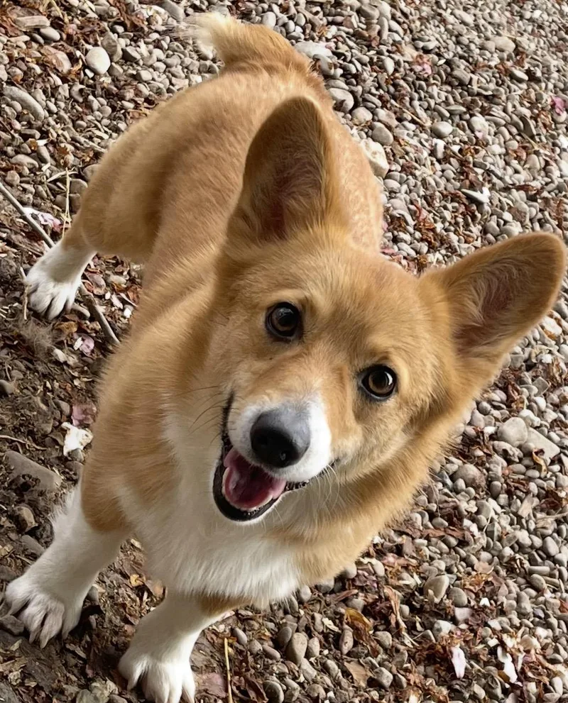 An adult small-sized female Pembroke Welsh Corgi dog named Daisy for adoption in Denver, PA