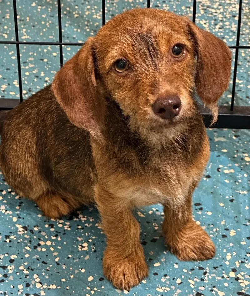 A baby small-sized female Dachshund dog named Triscuit for adoption in New Baltimore, MI
