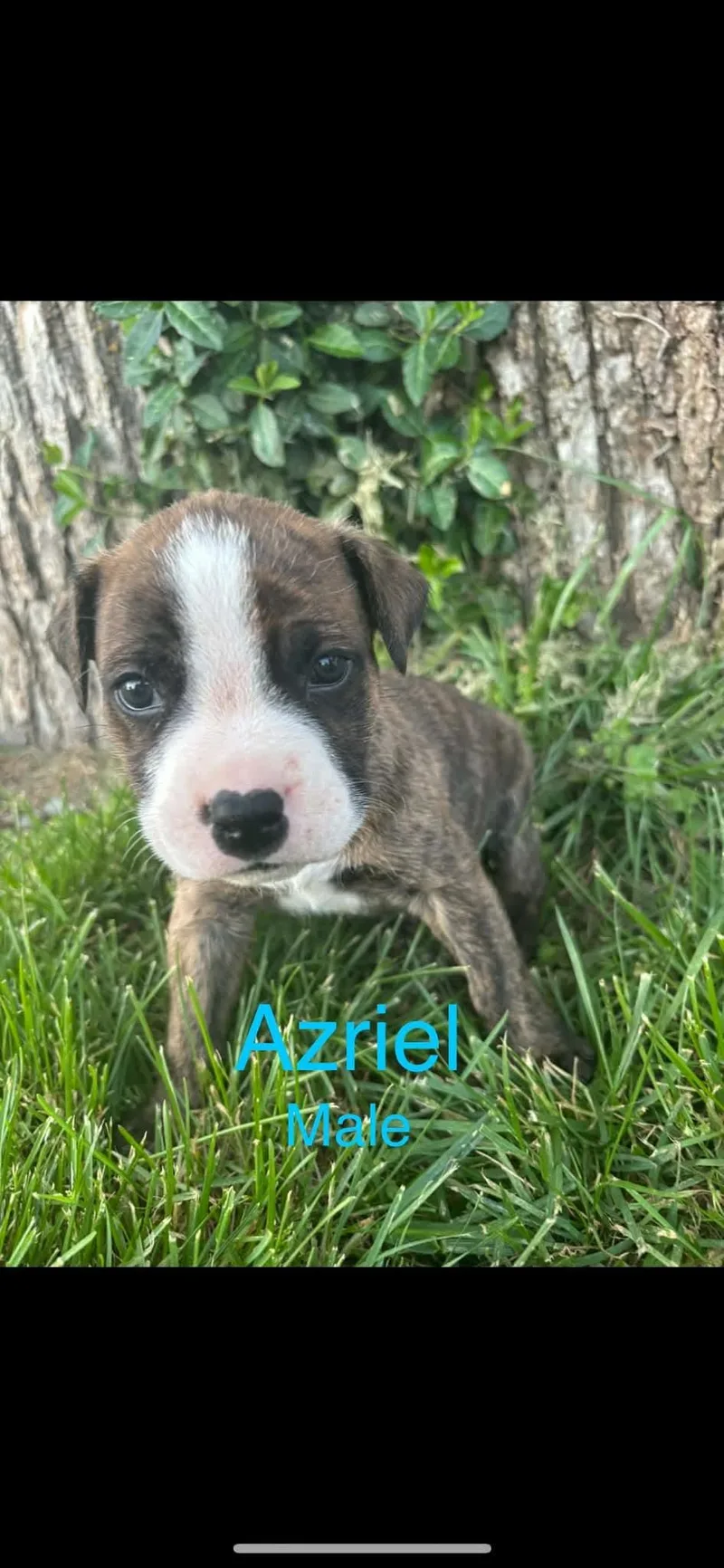 A baby medium-sized male Mixed Breed dog named Azriel for adoption in Harrodsburg, KY