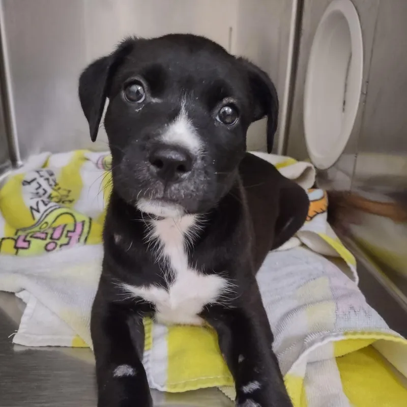 A baby small-sized female Black Labrador Retriever dog named Ladybug for adoption in Upland, CA
