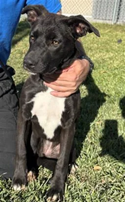 A young medium-sized female Labrador Retriever dog named Zero for adoption in Riverside, CA