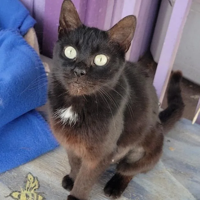 A senior medium-sized female Black Domestic Short Hair cat named Celeste for adoption in Wilmington, DE