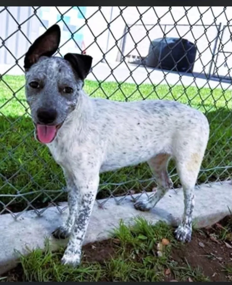 A baby medium-sized female Australian Cattle Dog / Blue Heeler dog named Clove for adoption in Las Vegas, NV