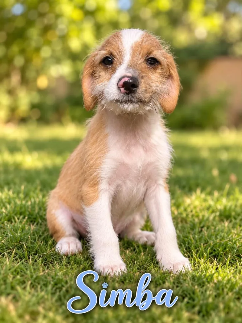 Simba thumbnail 2