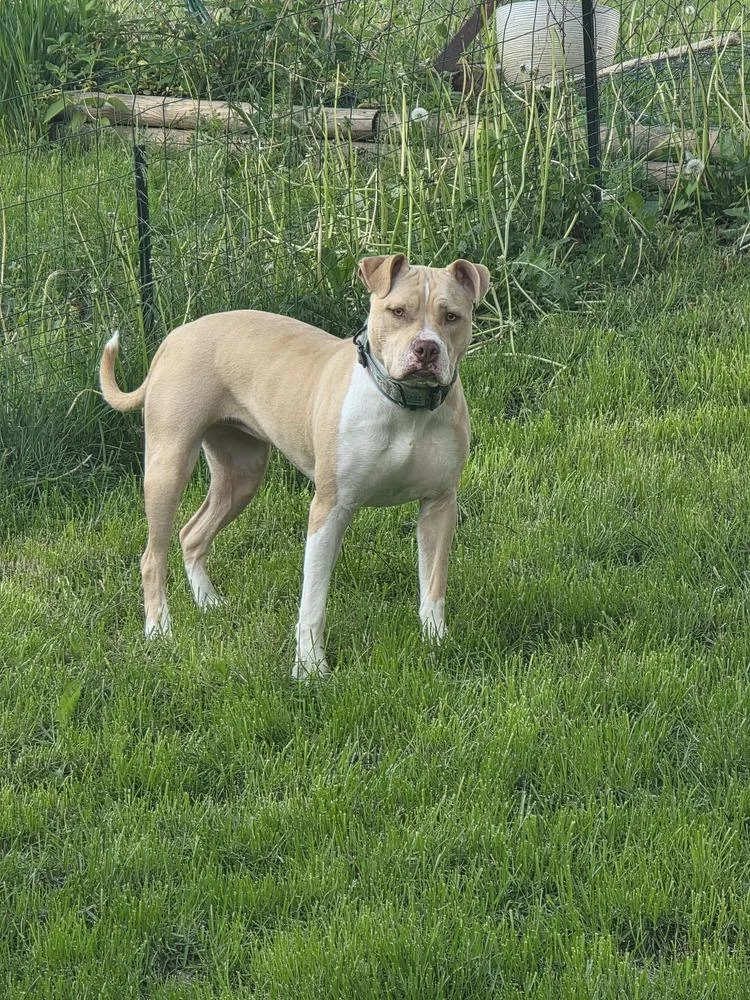 A young medium-sized female White / Cream Pit Bull Terrier dog named Halo for adoption in New Albany, OH