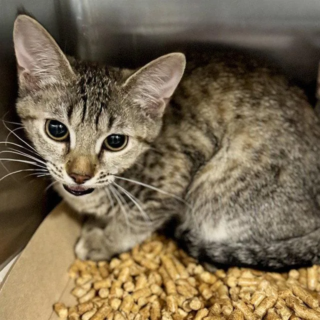 A baby small-sized female Brown / Chocolate Domestic Short Hair cat named Rhode Island for adoption in Tavares, FL