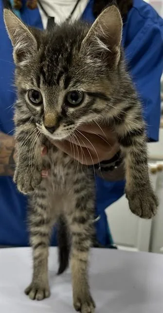 A baby small-sized female Domestic Short Hair cat named Elena for adoption in Upper Marlboro, MD