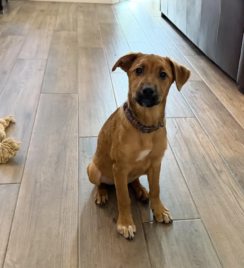 A baby medium-sized female Golden German Shepherd Dog dog named Delta for adoption in Palm springs, FL
