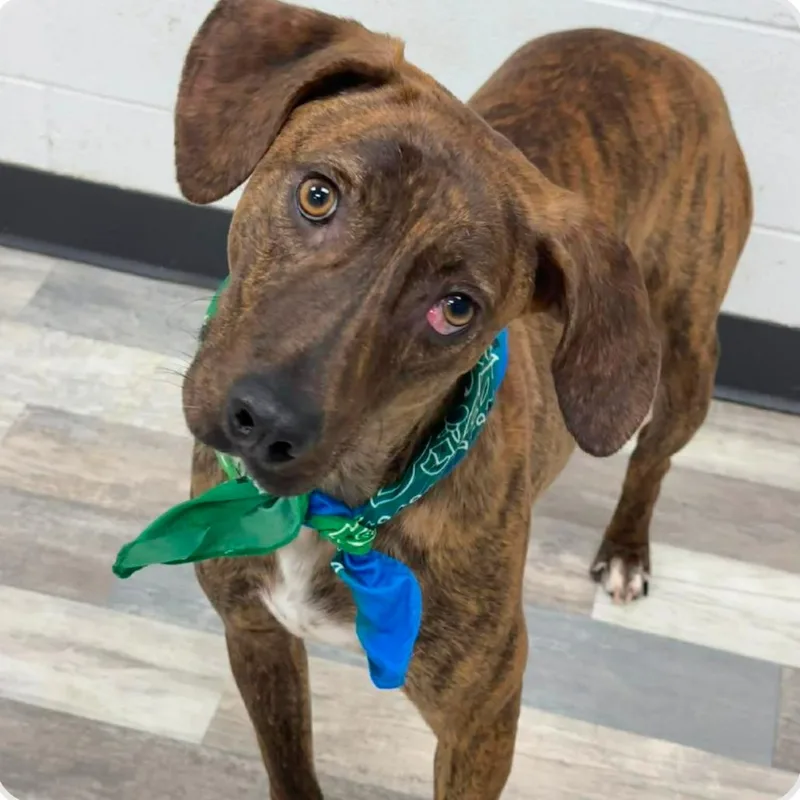 An adult medium-sized male Brindle Plott Hound dog named Star Boy for adoption in Austin, TX