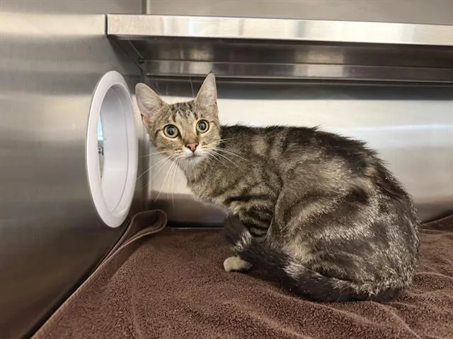 A young large-sized female Domestic Short Hair cat named Huxley for adoption in Auburn, CA