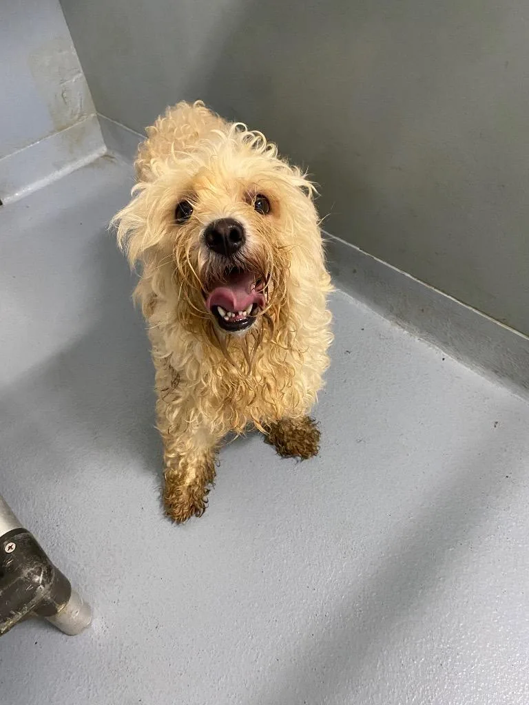 A young small-sized male Mixed Breed dog named Mr. Hanky for adoption in Cartersville , GA