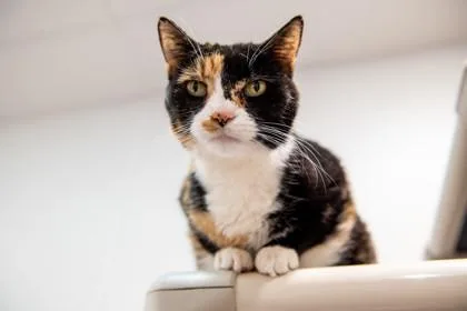 A senior medium-sized female Domestic Short Hair cat named Sophie for adoption in Ringoes, NJ