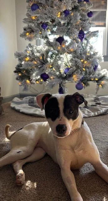 Thanksgiving : Sage Stuffing thumbnail 2