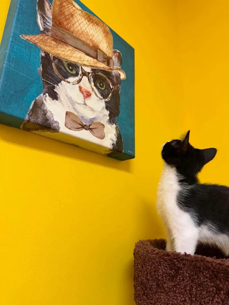 A baby small-sized male Black & White / Tuxedo Domestic Short Hair cat named Moo for adoption in Buford, GA