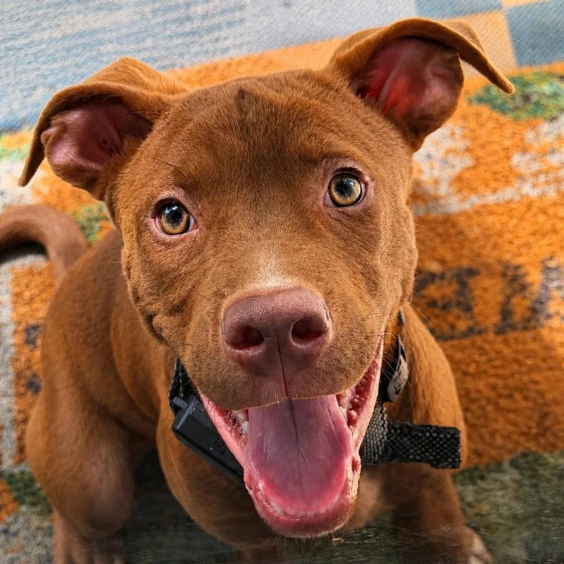 A baby small-sized male Brown / Chocolate Labrador Retriever dog named Chester  U for adoption in Tupelo, MS