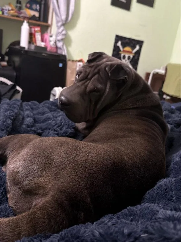 An adult medium-sized female Shar-Pei dog named Daisy for adoption in Lake Forest, CA