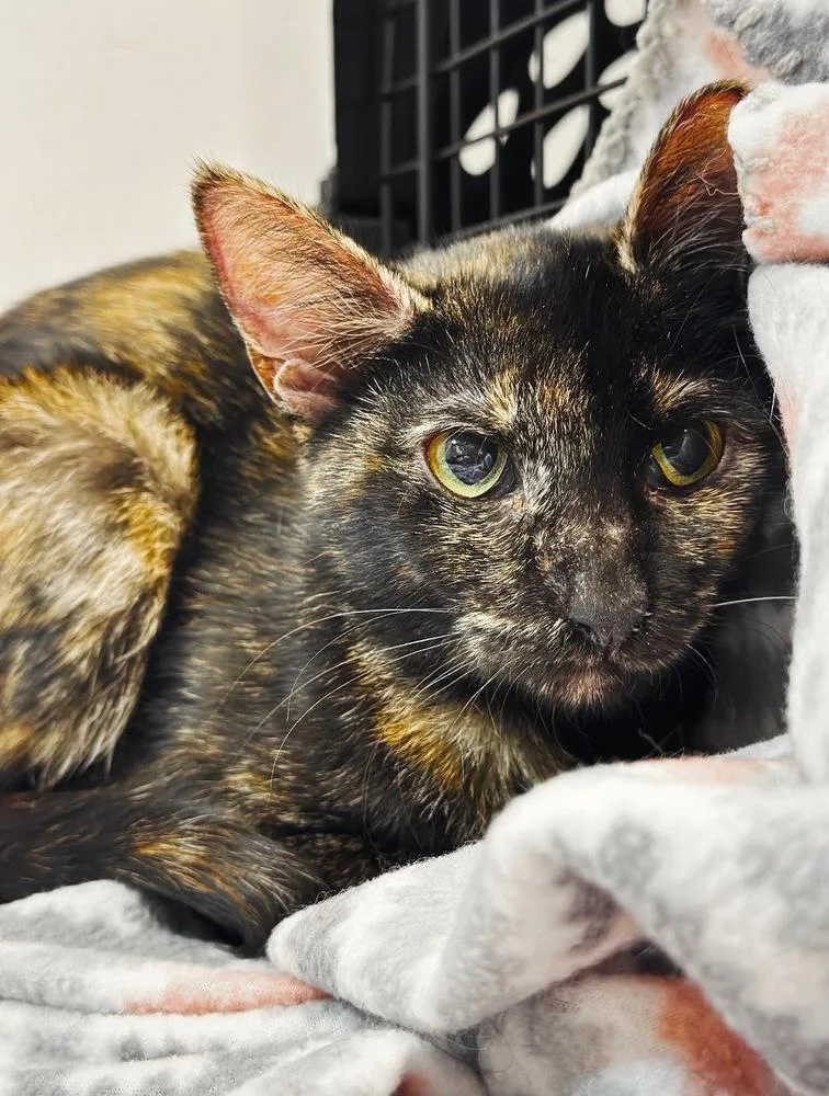 A young medium-sized female Domestic Short Hair cat named Aida for adoption in Deltona, FL