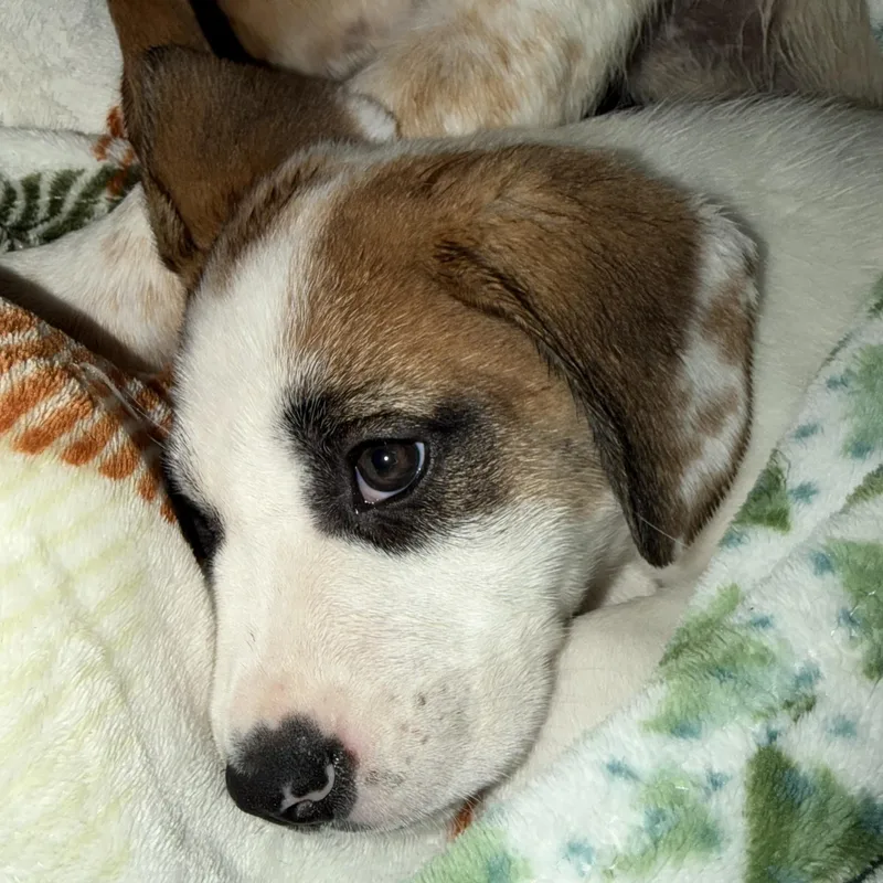 Daisy