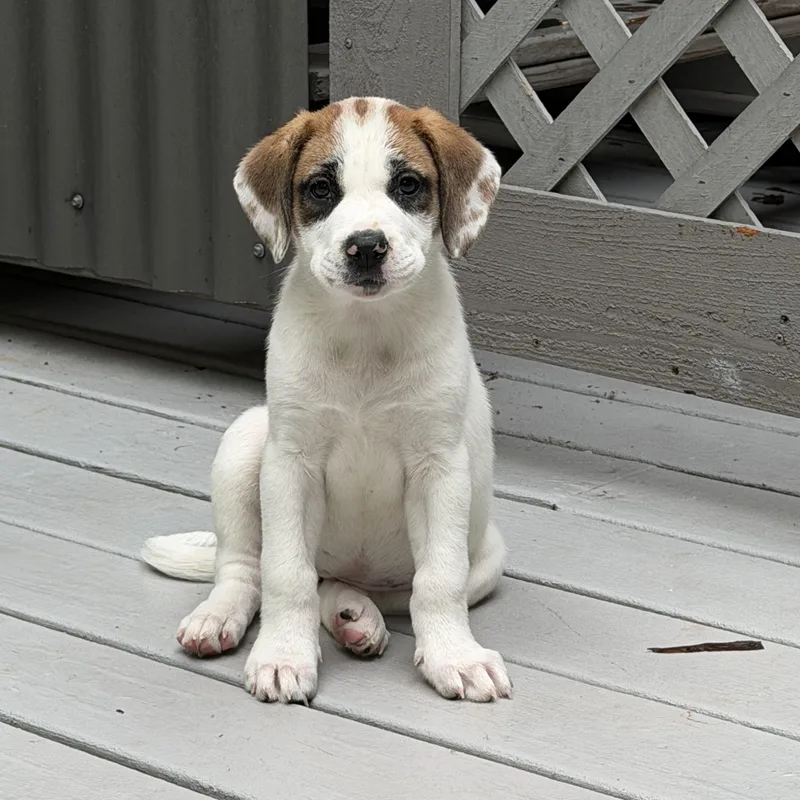 Daisy thumbnail 2