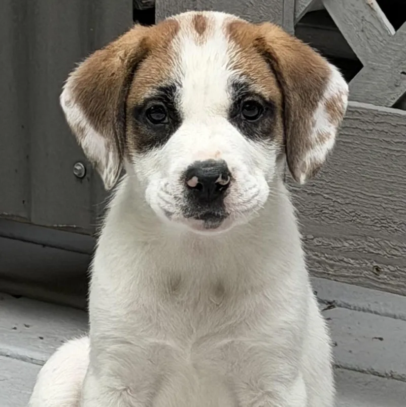 Daisy thumbnail 3