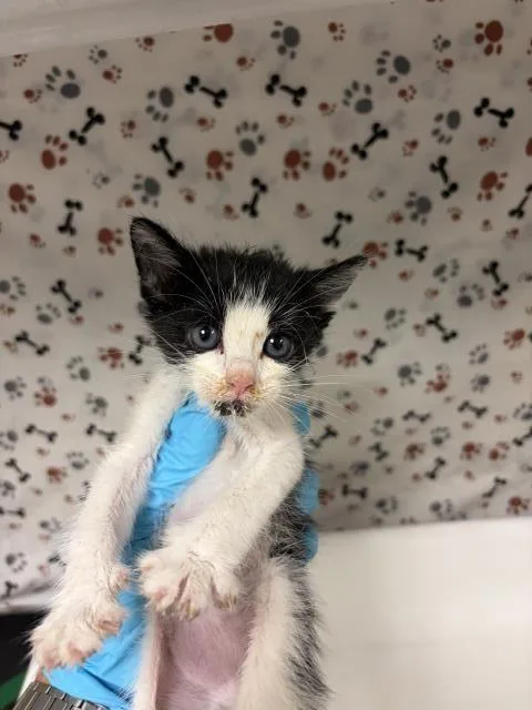 A baby small-sized male Domestic Short Hair cat named Hamburger for adoption in Riverside, CA