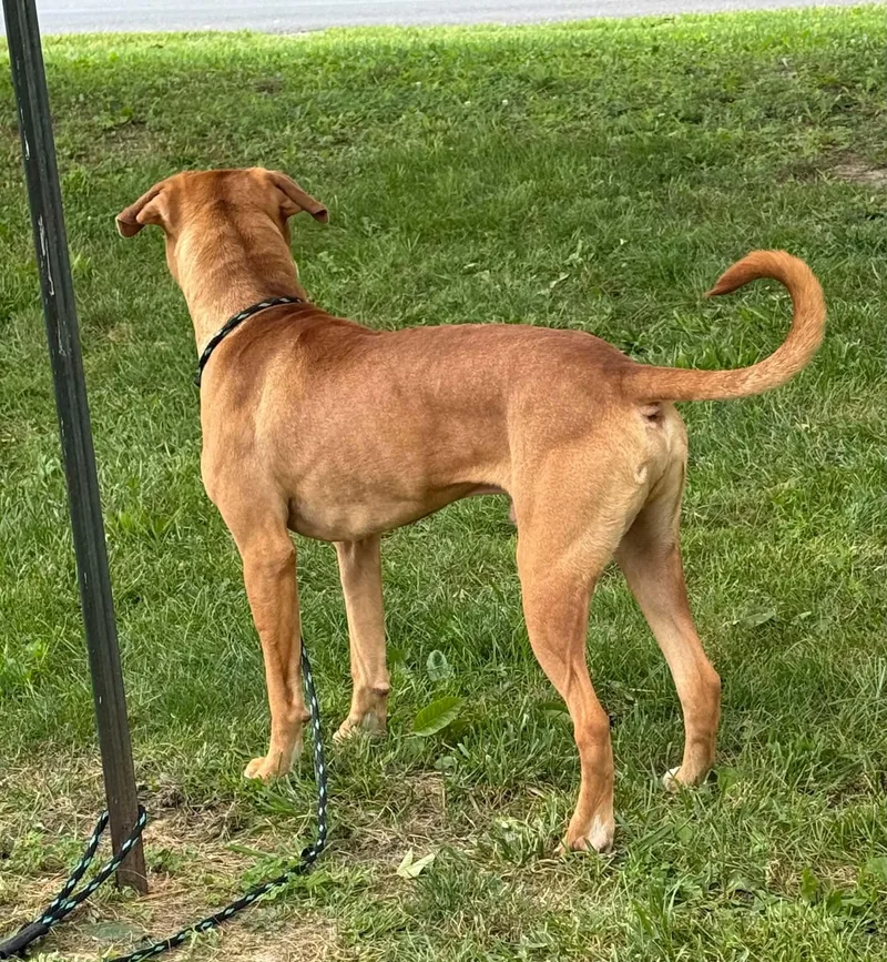 Simba thumbnail 3