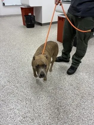 An adult medium-sized female Pit Bull Terrier dog named Daisey for adoption in Gastonia, NC