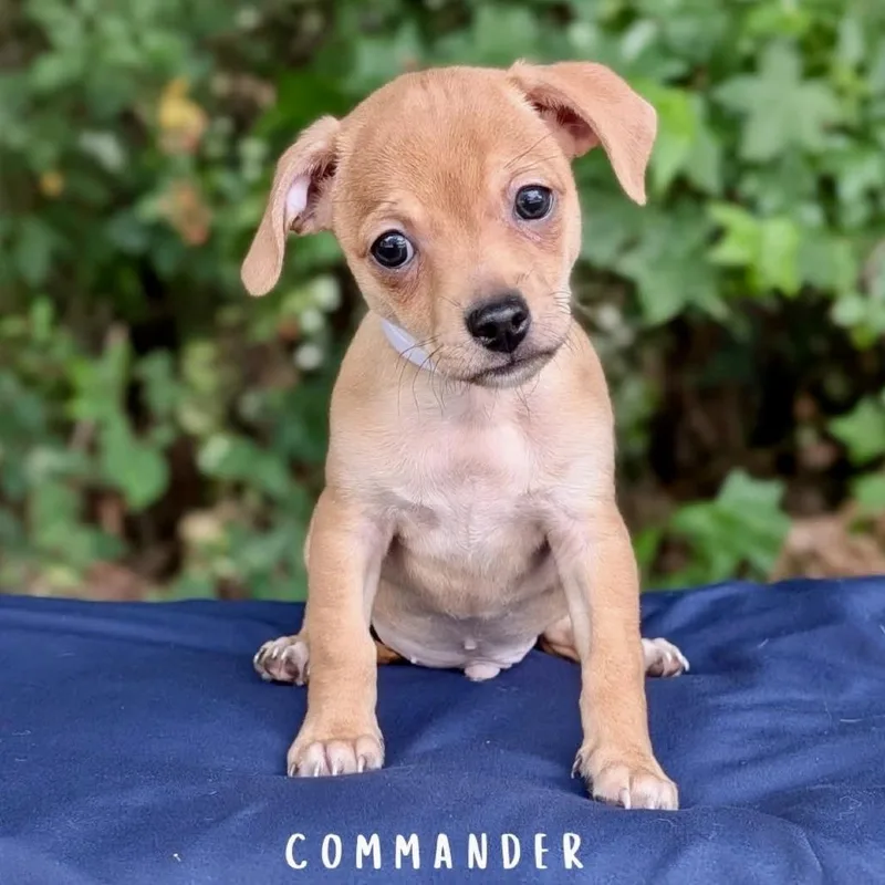 Commander