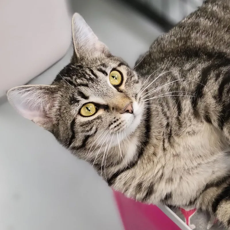 An adult small-sized male Black Domestic Short Hair cat named Hampshire for adoption in Carroll, IA