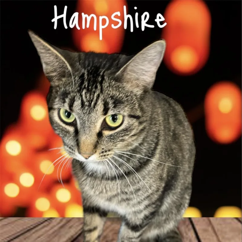 Hampshire thumbnail 2