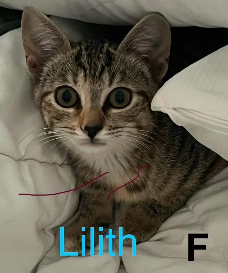A baby small-sized female Domestic Short Hair cat named Lilith for adoption in Darien, GA