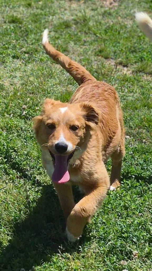 A baby medium-sized female Mixed Breed dog named Kaya for adoption in Fond Du Lac, WI